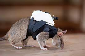 Ratten werden fuer Such- und Rettungseinsaetze in Erdbebengebiete trainiert